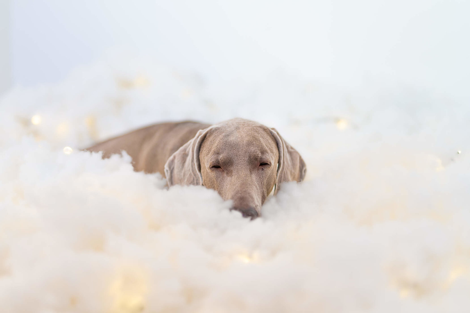 schlafender Weimaraner