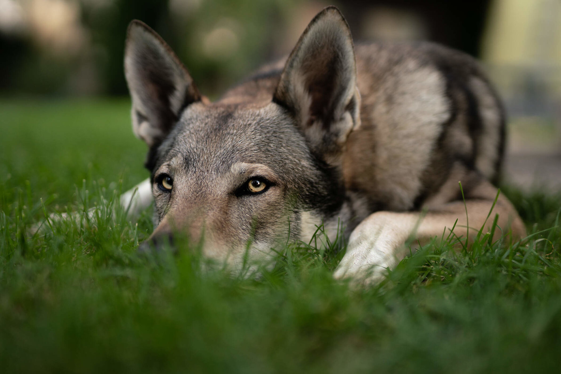 Tschechoslowakischer Wolfshund